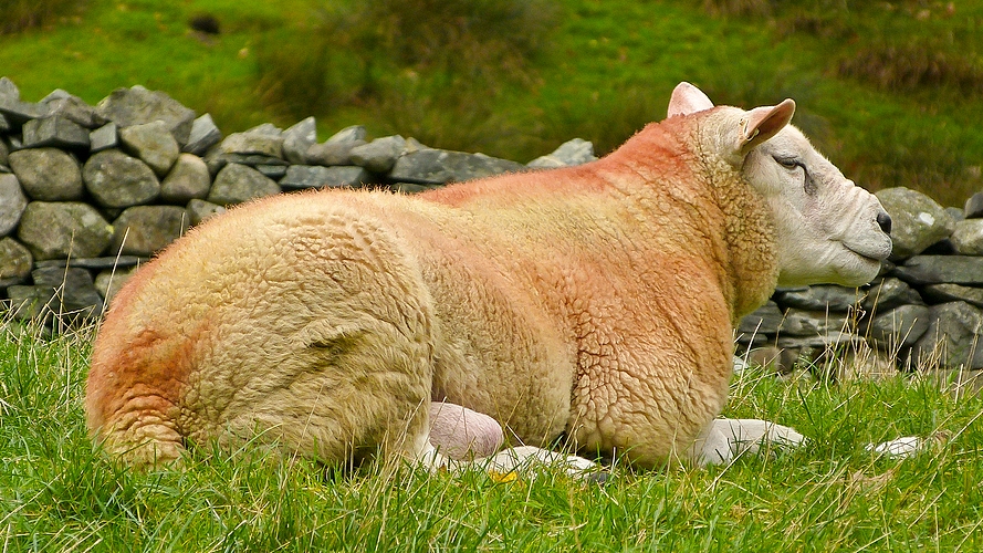 Lake District, color-marked sheep