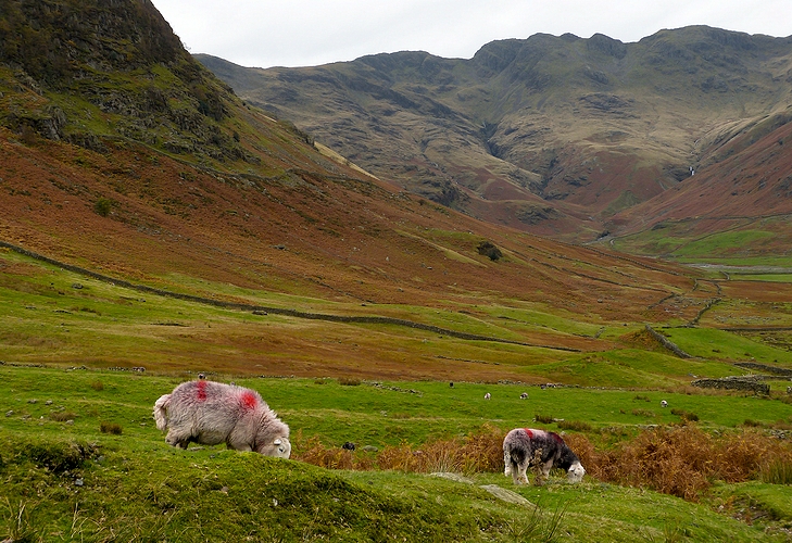 Lake District, sheep nearDuddon Valley