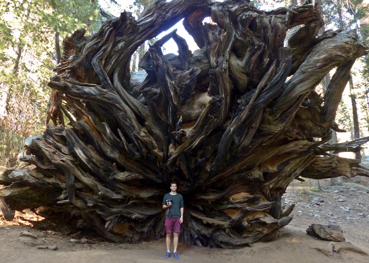 Sequoia National Park; Redwood roots