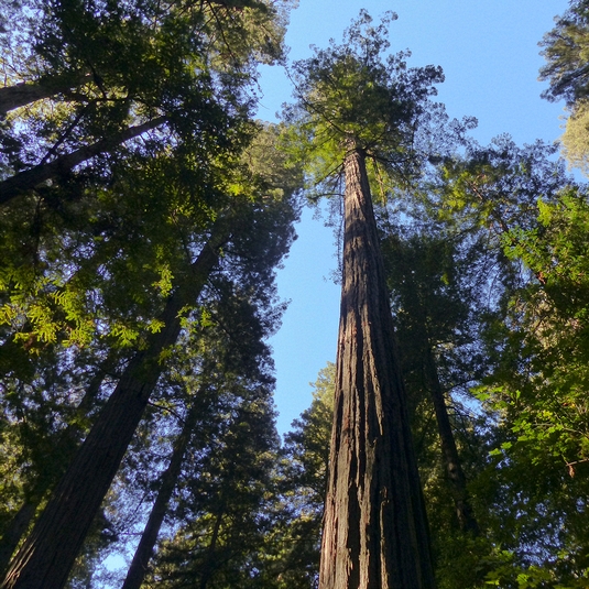 "Avenue of the Giants": Redwoods, more than a 100 meters high