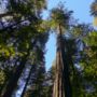 "Avenue of the Giants": Redwoods, more than a 100 meters high